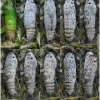 pyr armoricanus pupa8 volg2